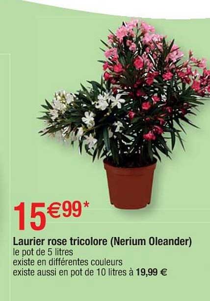 Laurier Rose Tricolore (nerium Oleander)