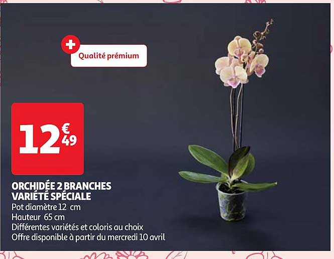 orchidée 2 branches variété spéciale