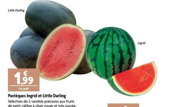 pastèques ingrid et little darling