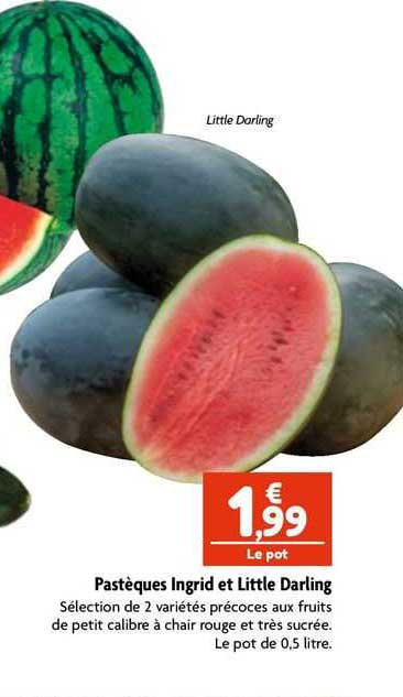pastèques ingrid et little darling