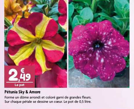 pétunia sky & amore