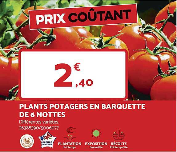plants potagers en barquette de 6 mottes