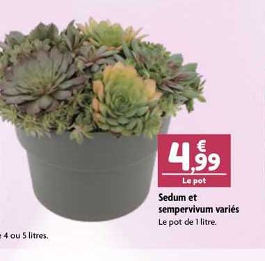 sedum et sempervivum variés