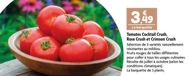 tomates cocktail crush, rose crush et crimson crush