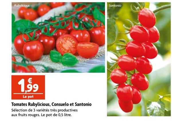 Tomates Rubylicious, Consuelo Et Santonio