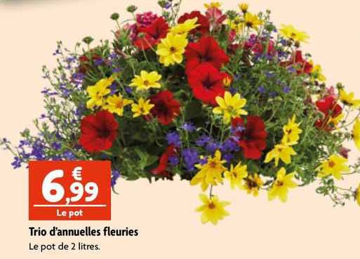 trio d'annuelles fleuries