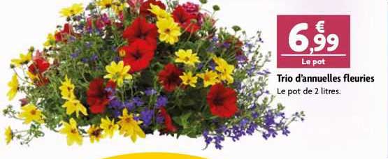 trio d'annuelles fleuries