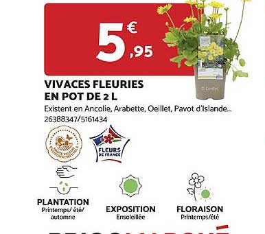 Vivaces Fleuries En Pot De 2 L
