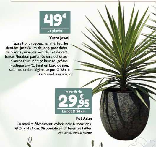 yucca jewel, pot aster