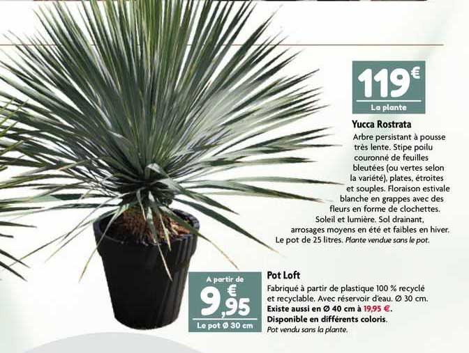 yucca rostrata, pot loft