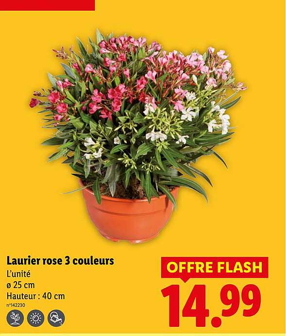 Sitemapcdatahttpsmodeinf Inetcomlaurier Rose Lidl