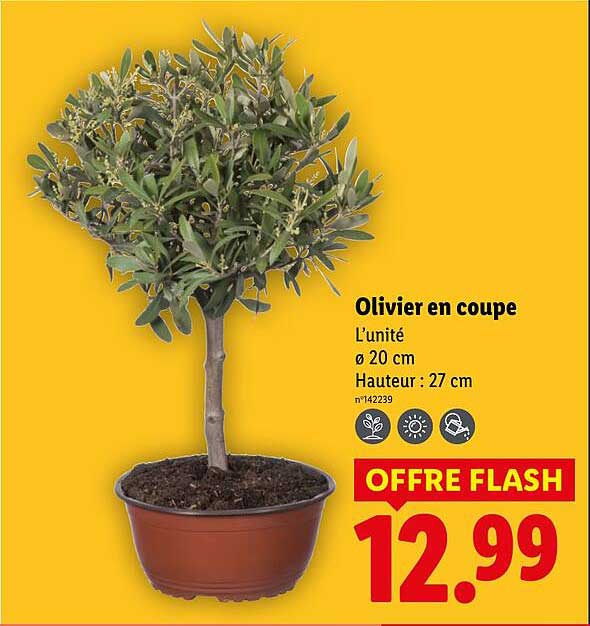 Olivier en coupe