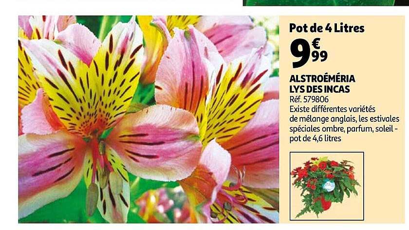 alstroéméria lys des incas