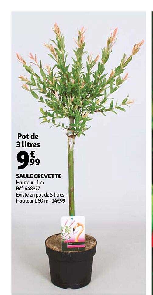 saule crevette