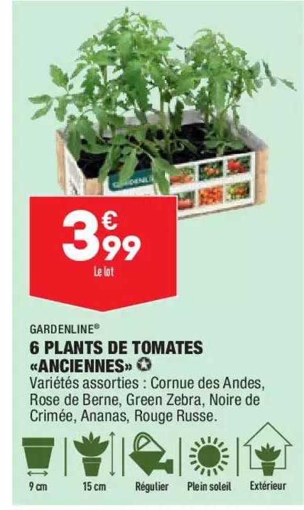 6 plants de tomates «anciennes»