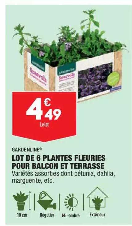 lot de 6 plantes fleuries pour balcon et terrasse gardenline