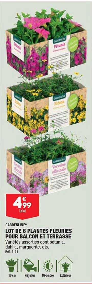 lot de 6 plantes fleuries pour balcon et terrasse gardenline