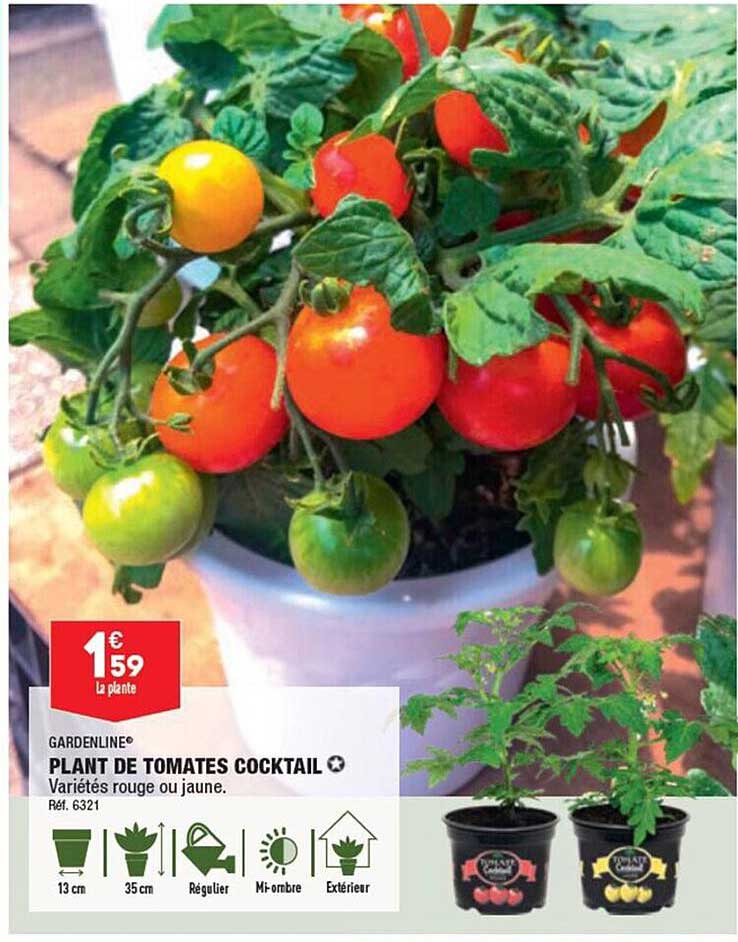 plant de tomates cocktail gardenline