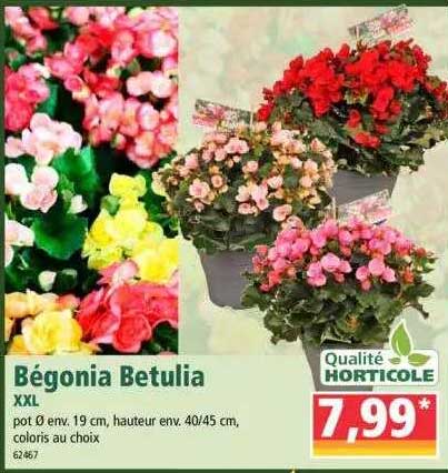 Bégonia Betulia Xxl