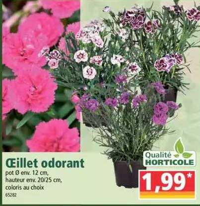 ceillet odorant