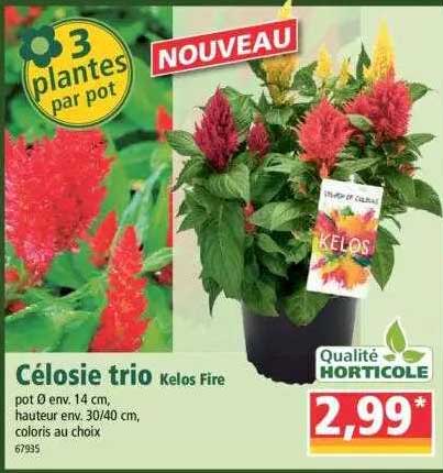 célosie trio kelos fire