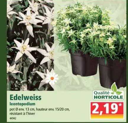 edelweiss leontopodium