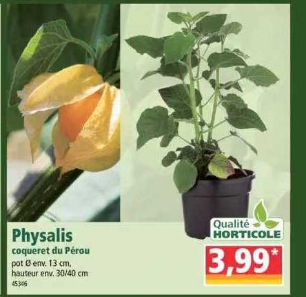 physalis coqueret du pérou