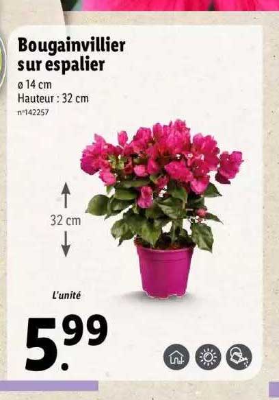 bougainvillier sur espalier