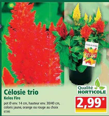 célosie trio kelos fire