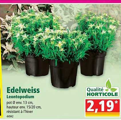 edelweiss leontopodium