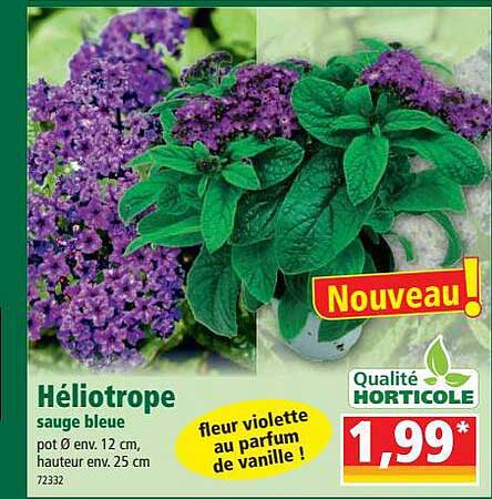 héliotrope sauge bleue