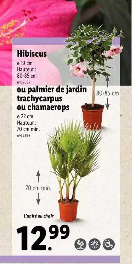 hibiscus ou palmier de jardin trachycarpus ou chamaerops
