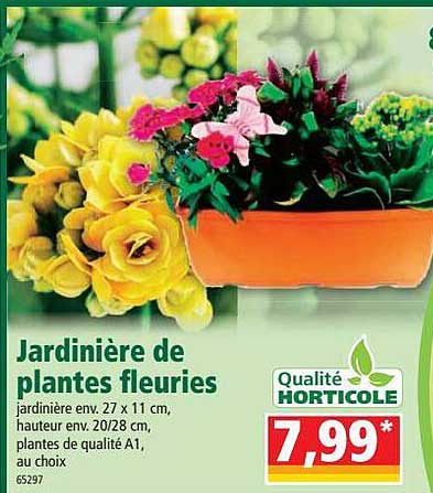 jardinière de plantes fleuries