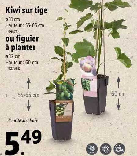kiwi sur tige ou figuier à planter