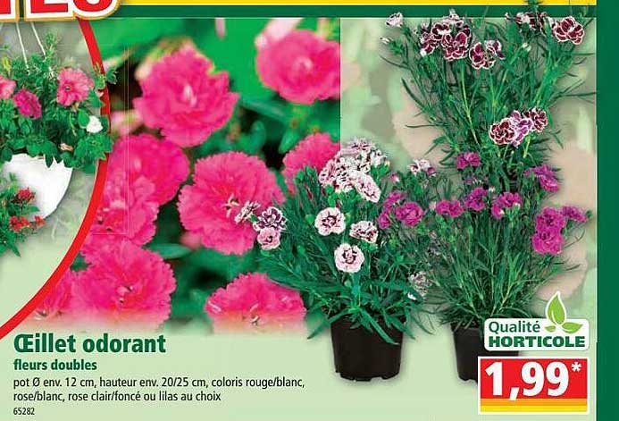 œillet odorant fleurs doubles