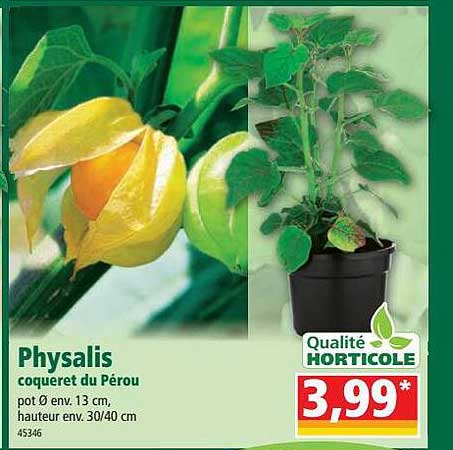 physalis coqueret du pérou