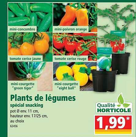 plants de légumes spécial snacking
