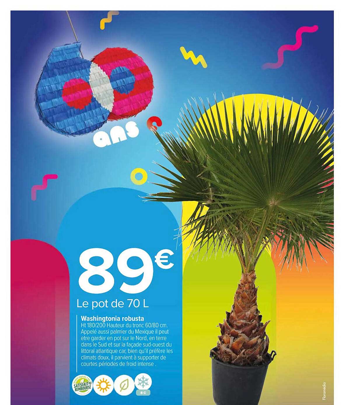 washingtonia robusta