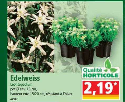 edelweiss leontopodium