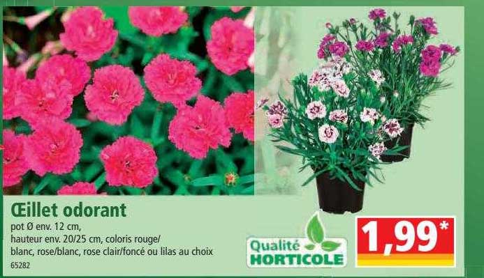 œillet odorant
