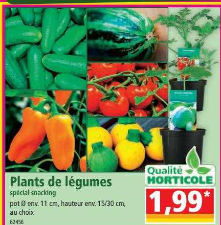 plants de légumes spécial snacking