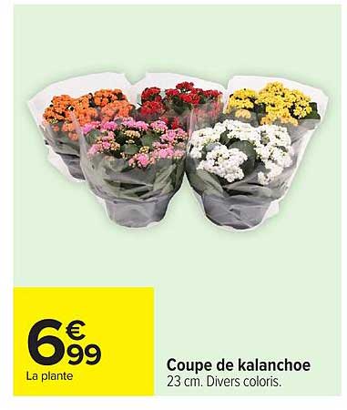 Coupe de kalanchoe