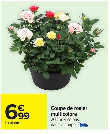 Coupe de rosier multicolore