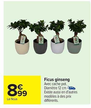 Ficus ginseng