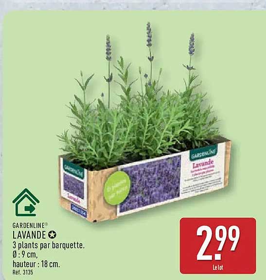 GARDENLINE LAVANDE