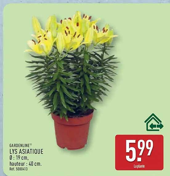 GARDENLINE LYS ASIATIQUE