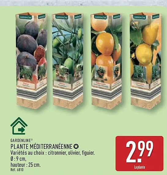 GARDENLINE PLANTE MÉDITERRANÉENNE