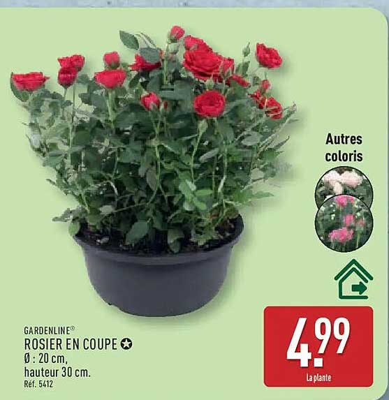 GARDENLINE ROSIER EN COUPE