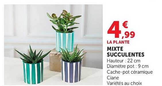 MIXTE SUCCULENTES