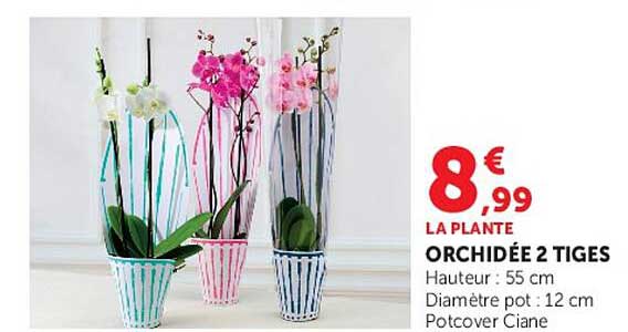 ORCHIDÉE 2 TIGES